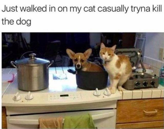 Daily Picdump