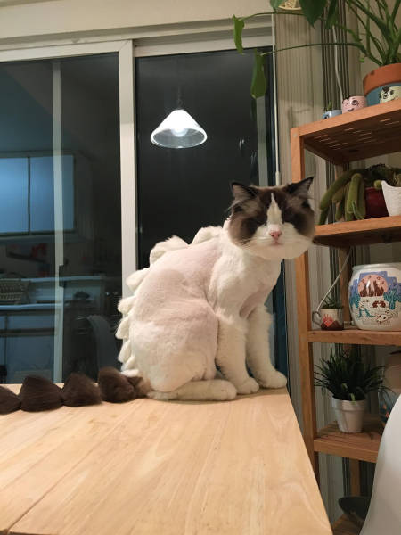 Content Image