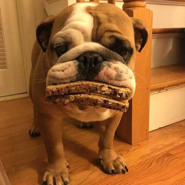 Daily Picdump
