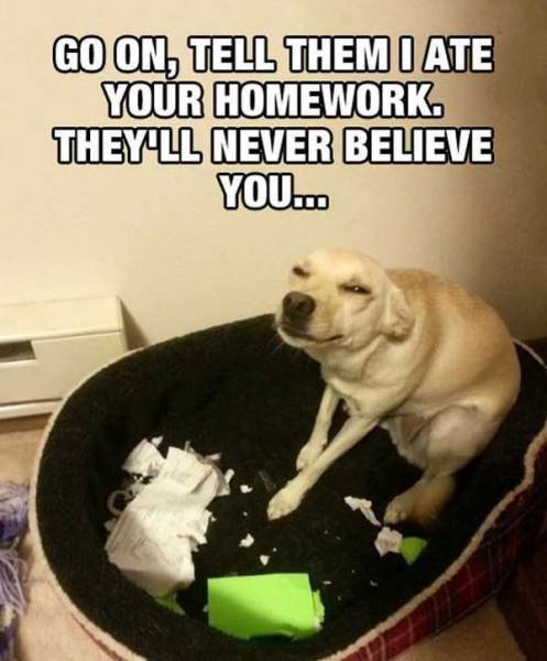 Daily Picdump