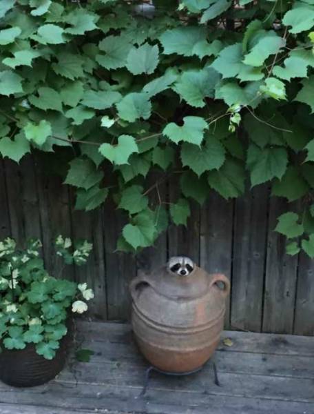 Daily Picdump