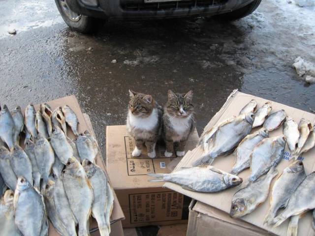 Daily Picdump