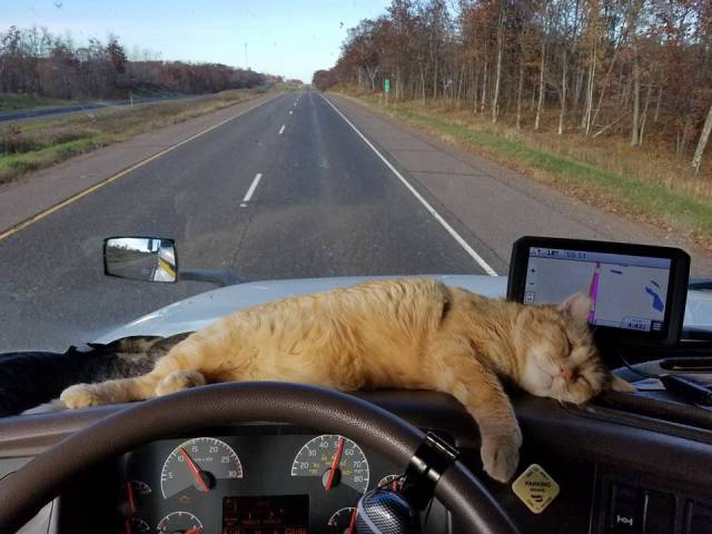 Daily Picdump
