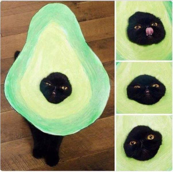 Content Image