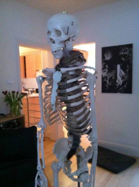 Content Image