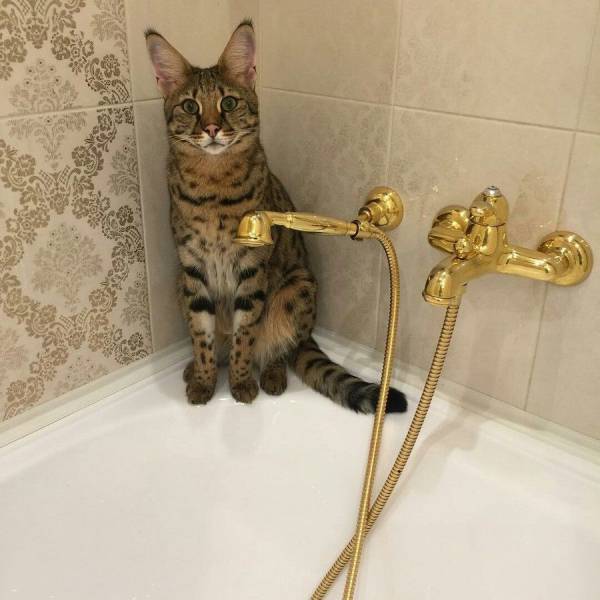 Content Image