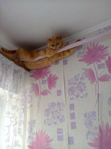 Content Image