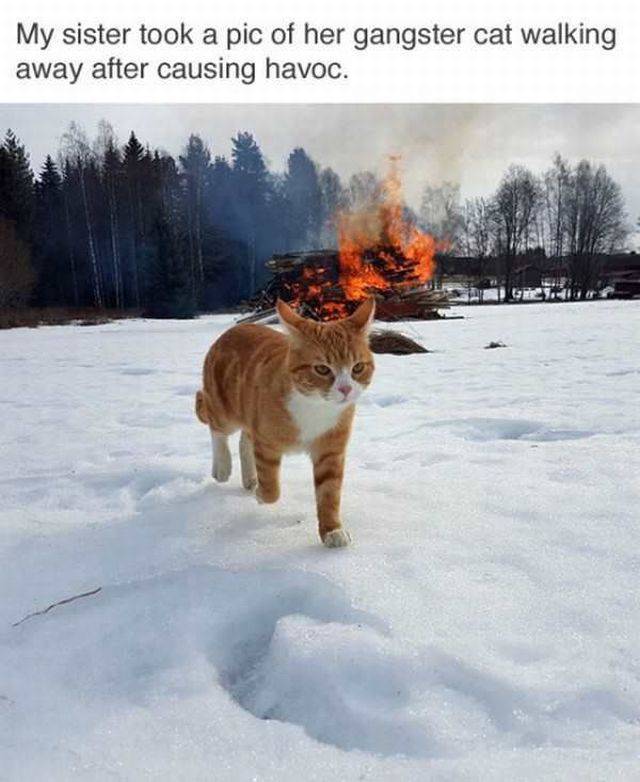 Content Image