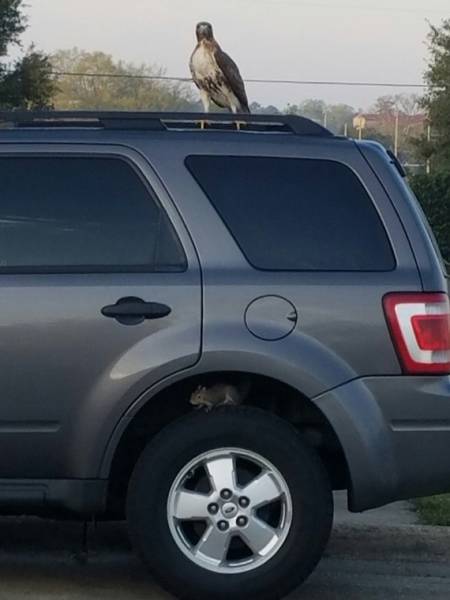 Morning Picdump