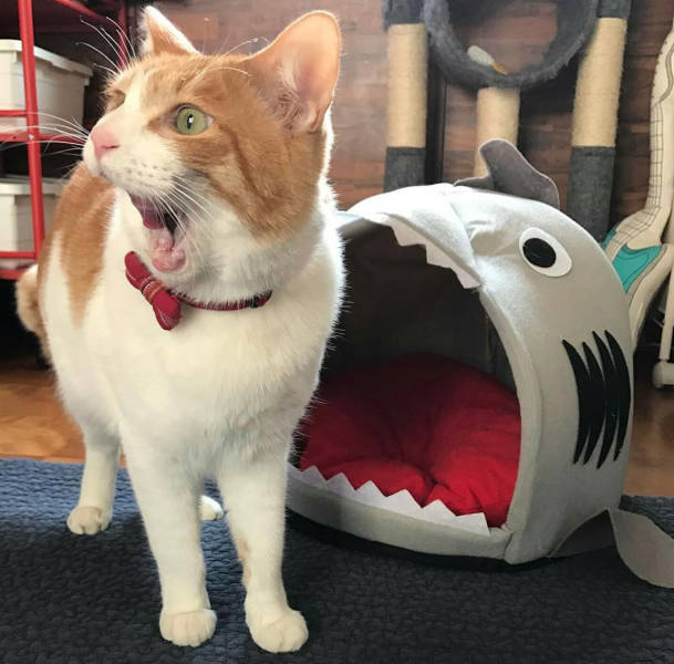 Content Image