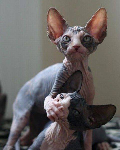 Daily Picdump