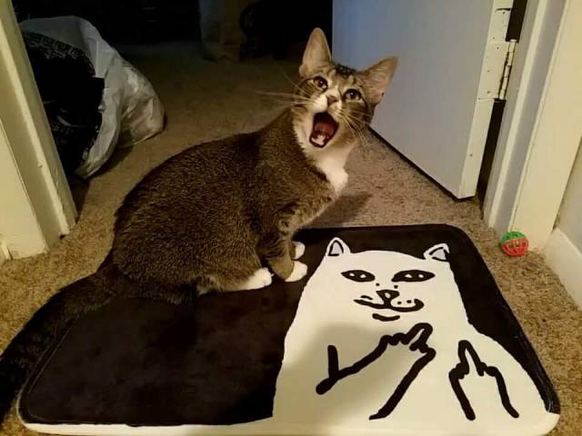 Content Image