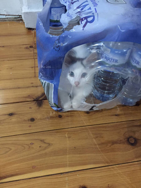 Content Image