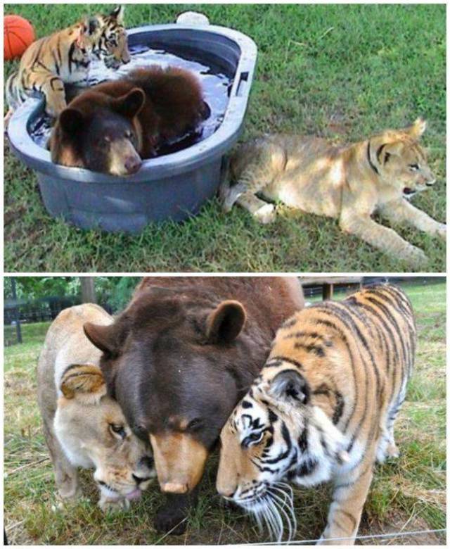 Daily Picdump