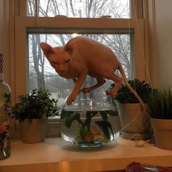 Content Image