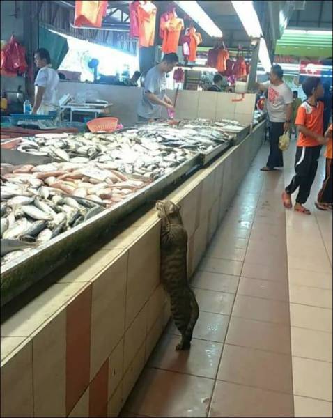 Content Image