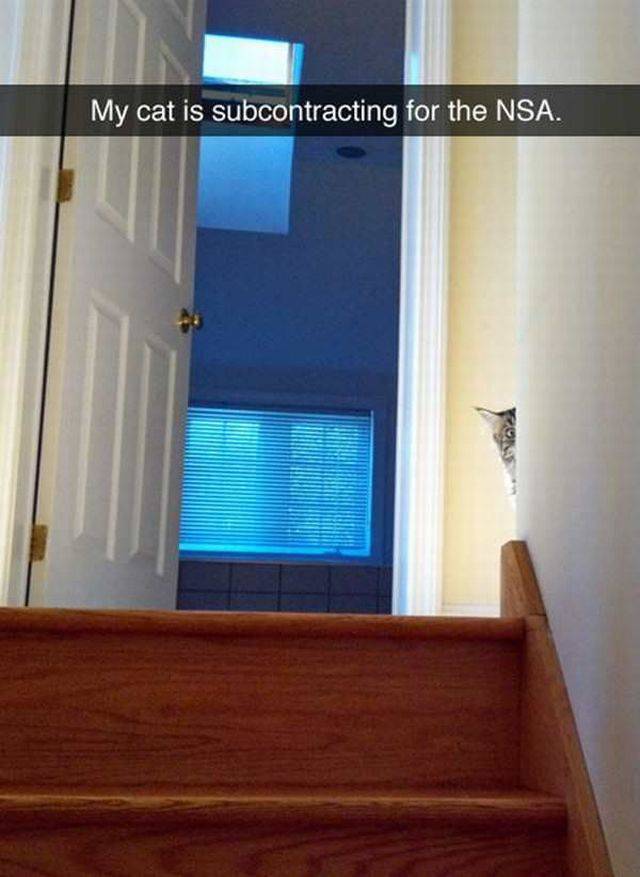Content Image