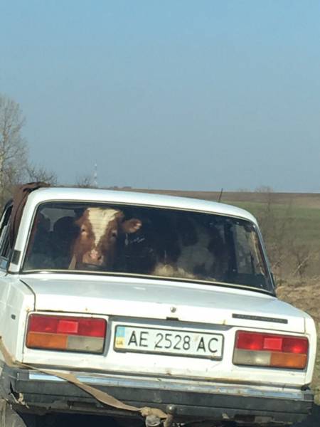 Morning Picdump