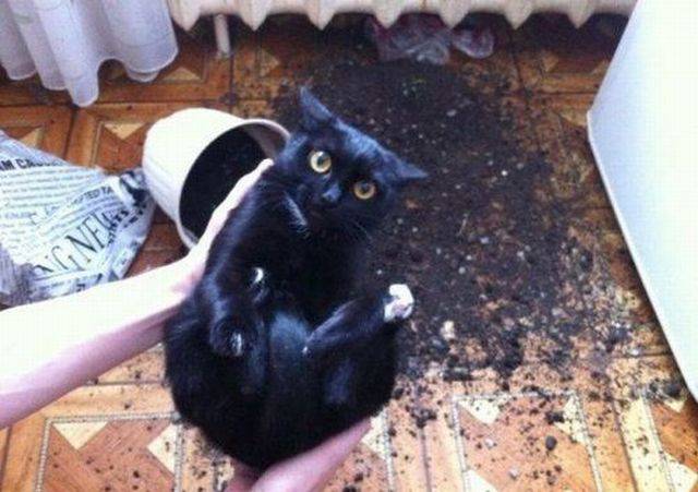 Content Image