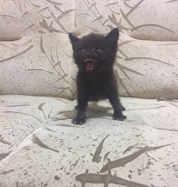 Content Image