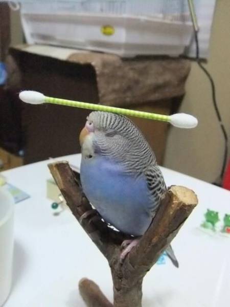 Content Image
