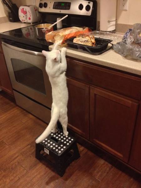 Content Image