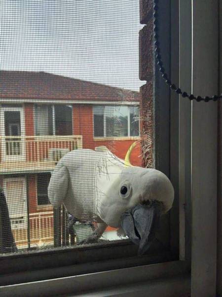 Content Image
