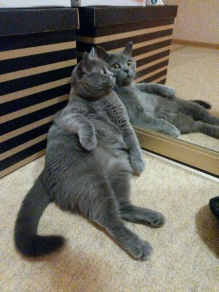 Content Image