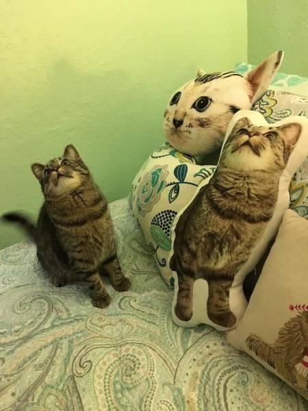 Daily Picdump