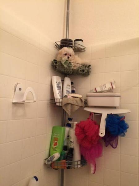 Daily Picdump
