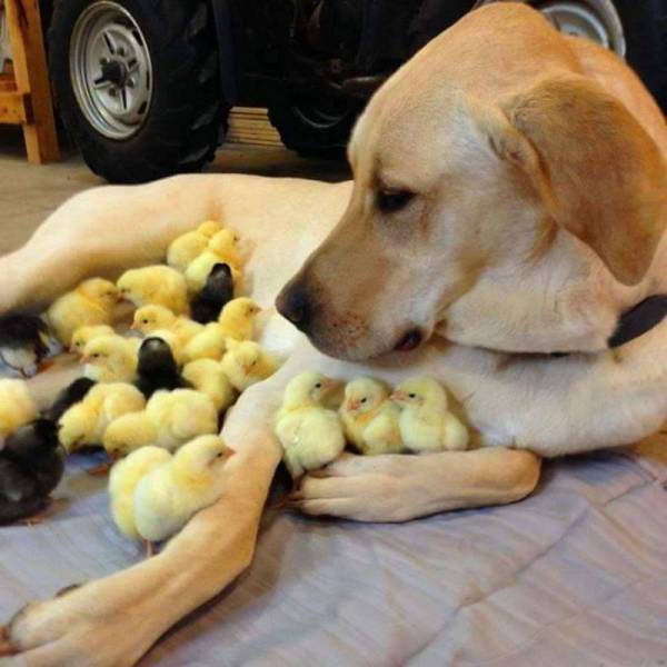 Content Image