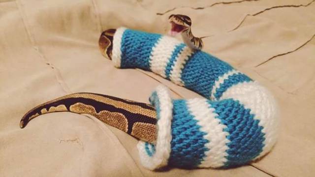 Content Image