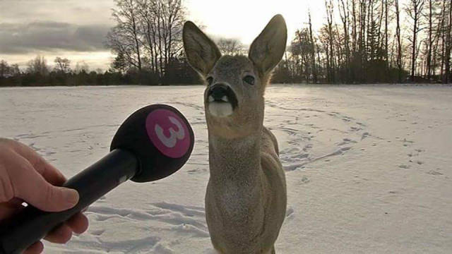 Content Image