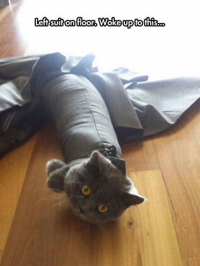 Content Image