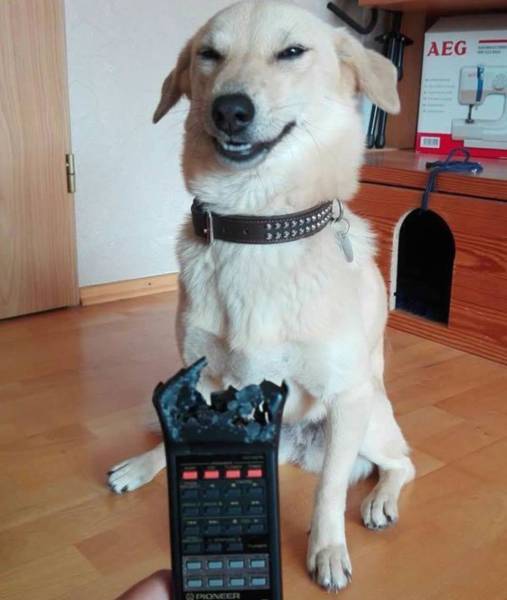 Daily Picdump