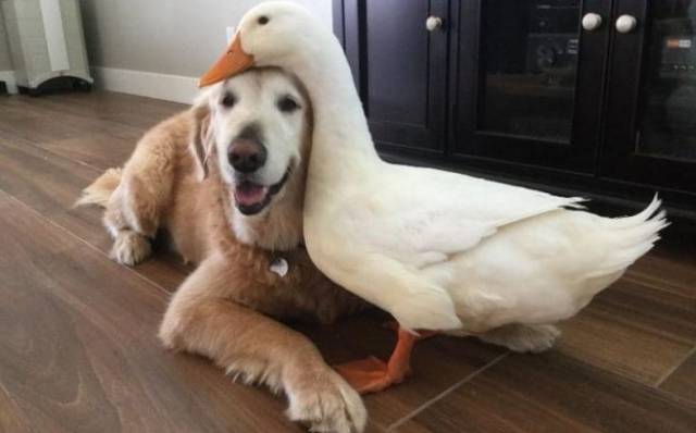 Content Image