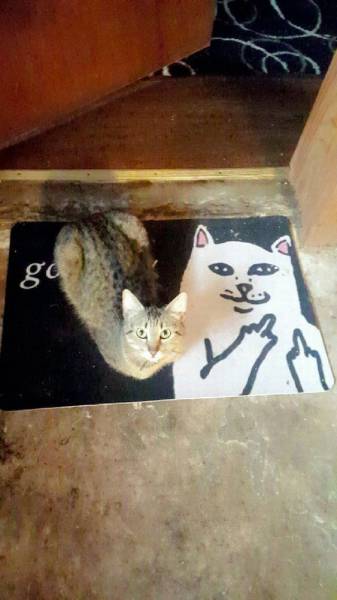 Content Image