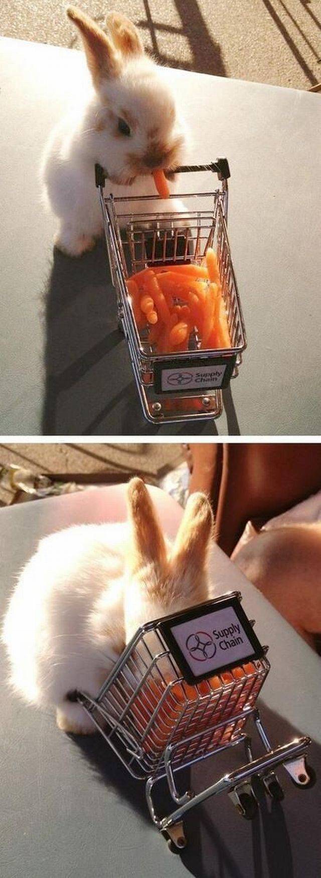 Content Image
