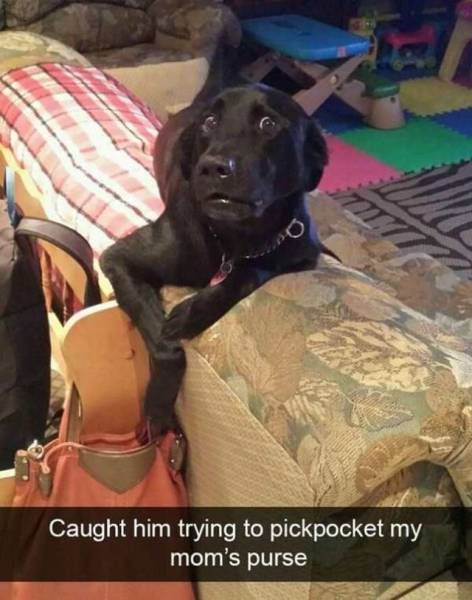 Content Image