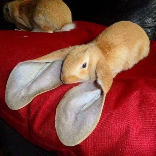 Content Image