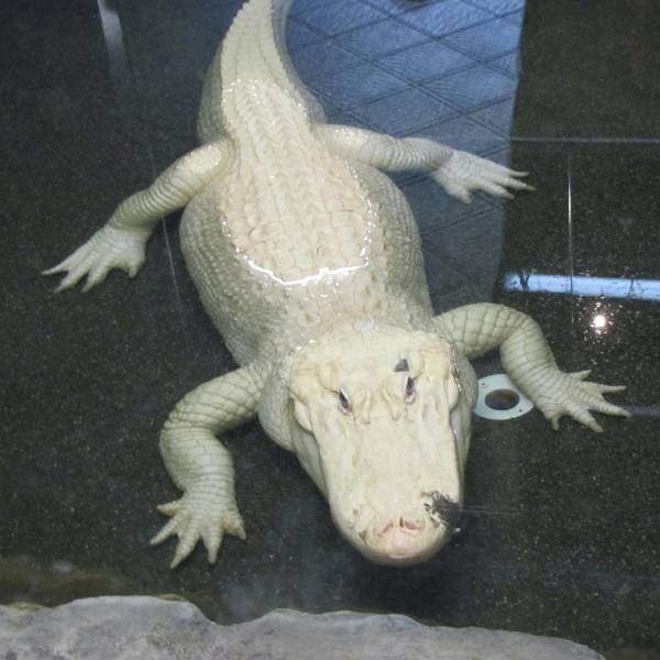 Content Image