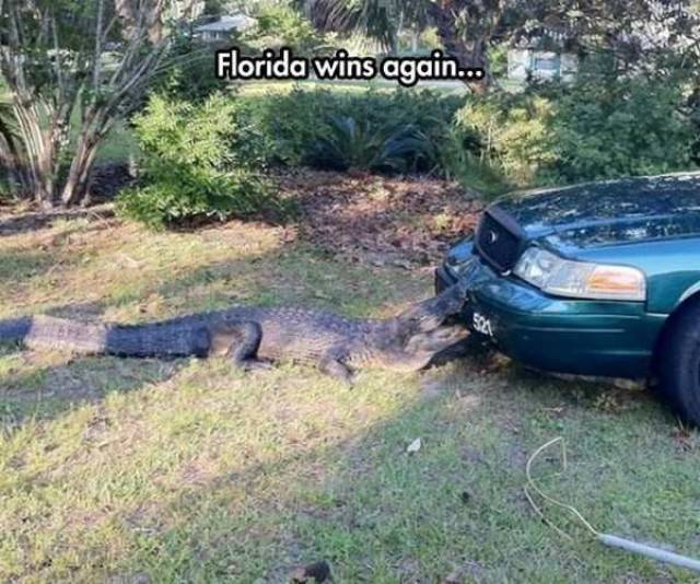 Daily Picdump