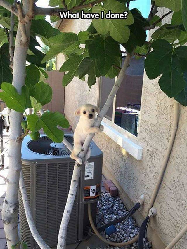 Content Image