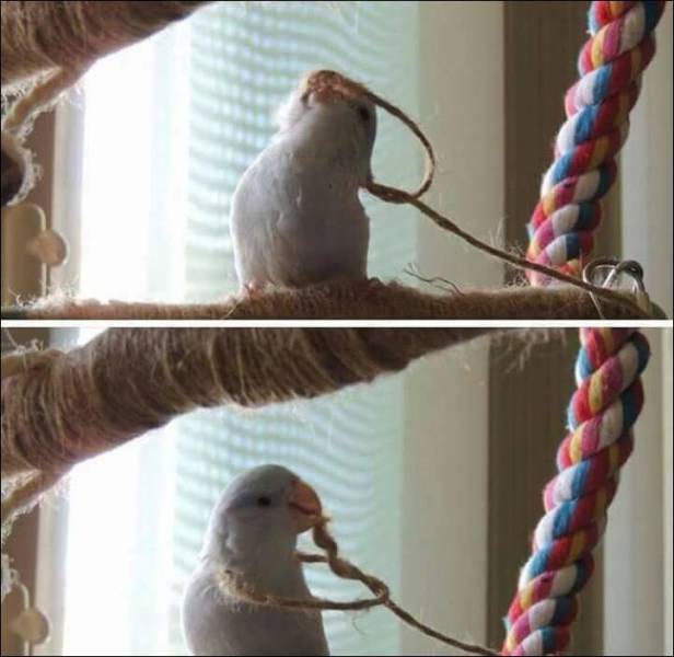 Content Image