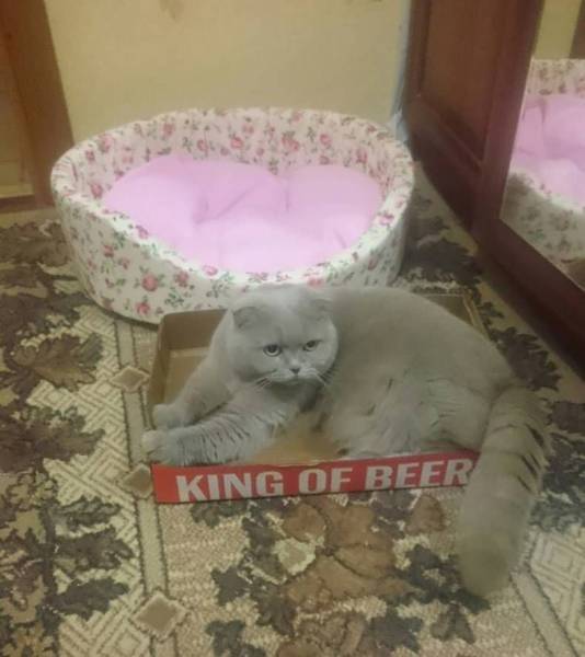 Content Image