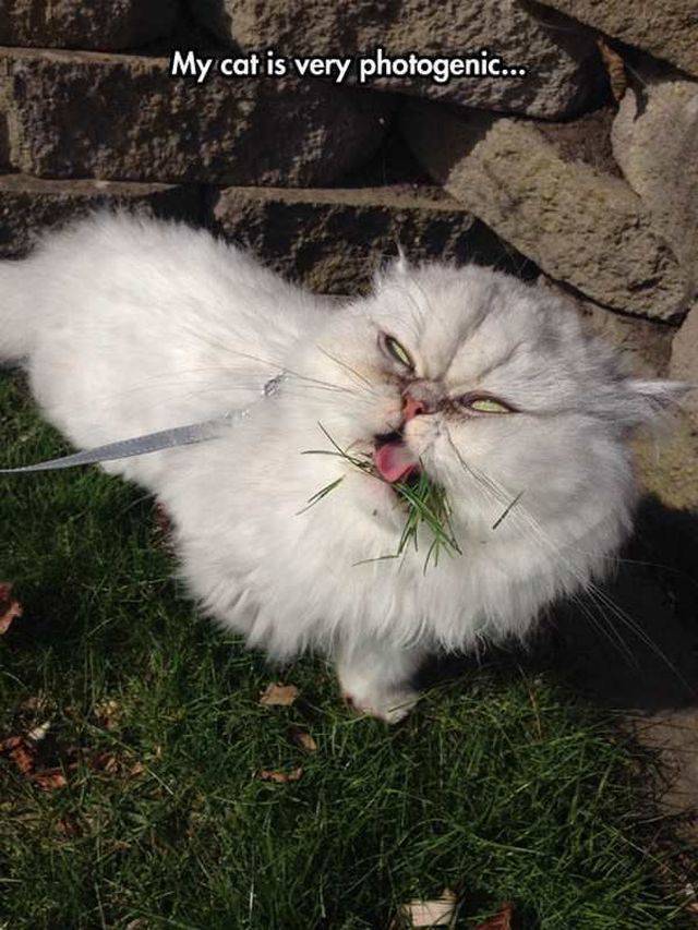 Daily Picdump