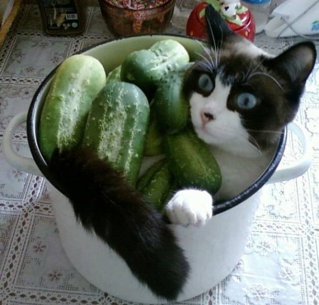 Content Image