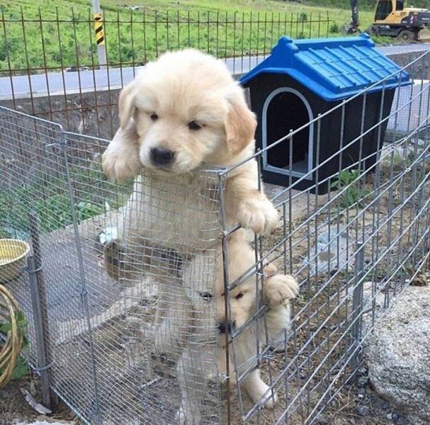 Content Image