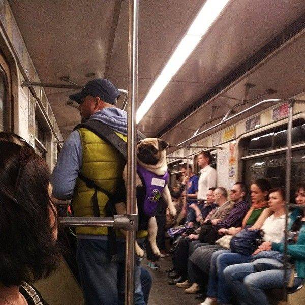Content Image