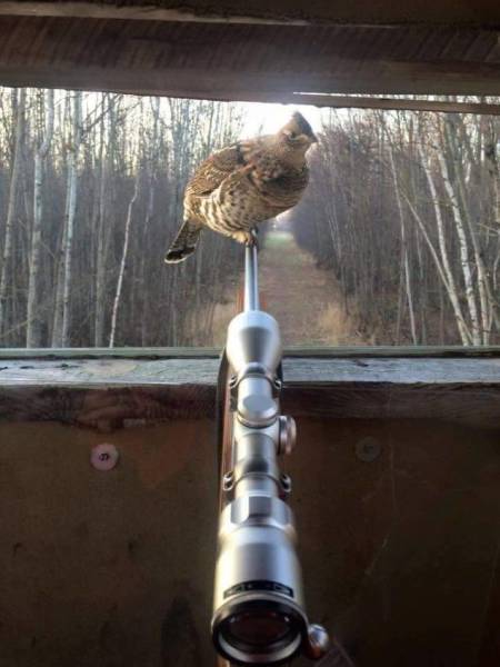 Content Image